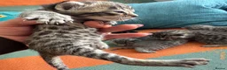 Bengal cats for sale: 3/4 blue bengal  kittens - Advert 17
