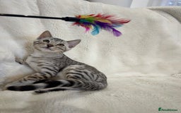Bengal cats for sale: Bangal Kittens  - Image 20