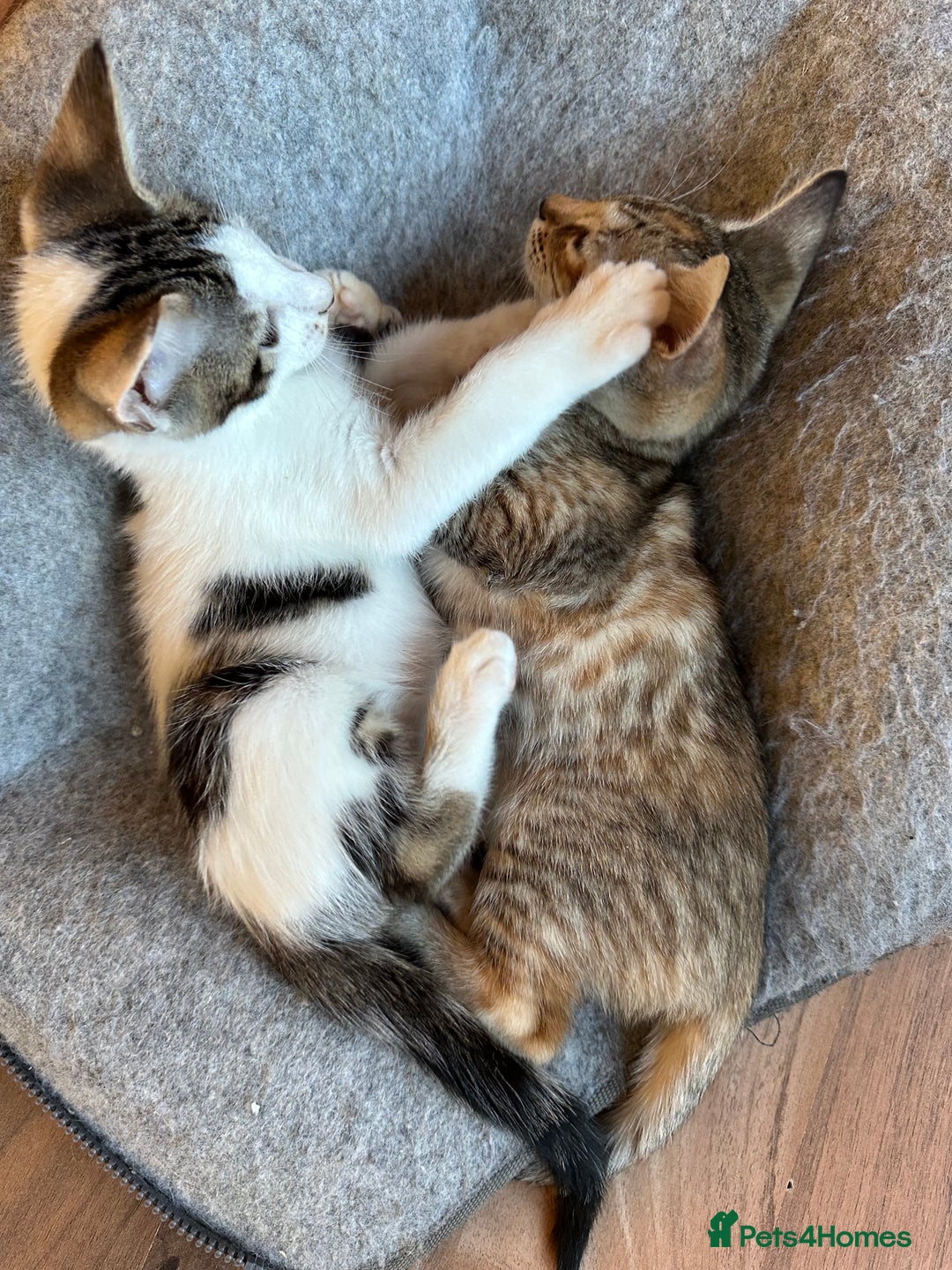 Mixed Breed cats for sale: Crossed Between Oriental short hair & White Bengal - Advert 10