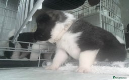 Akita dogs for sale: Akita pups Ready to leave 1st August  in Runcorn - Image 24