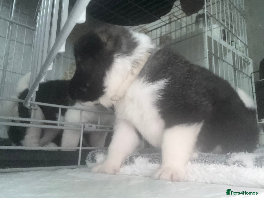 Akita dogs for sale: Akita pups Ready to leave 1st August  in Runcorn - Image 24