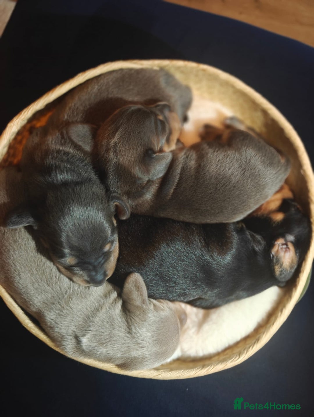 Miniature Dachshund dogs for sale: Miniature Shorthaired Dachshund  - Image 5