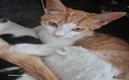 Mixed Breed cats for sale: 3 months old kittens available - Image 2