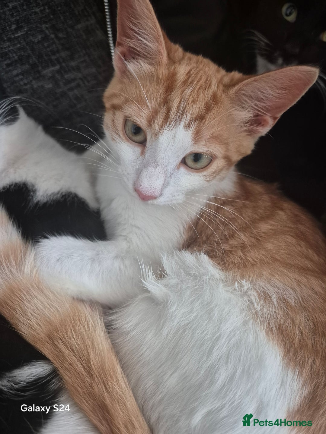 Mixed Breed cats for sale: 3 months old kittens available - Image 2
