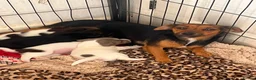 Jack Russell dogs for sale: Male Jack Russell ready to leave  - Advert 1