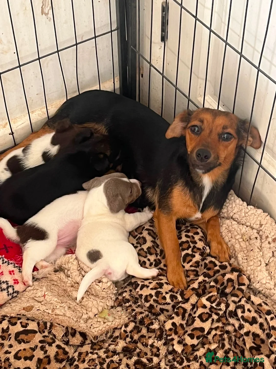Jack Russell dogs for sale: Male Jack Russell ready to leave  - Advert 1