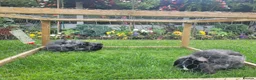 Mixed Breed rabbits for sale: Two Female Rabbits in Cheadle - Advert 5