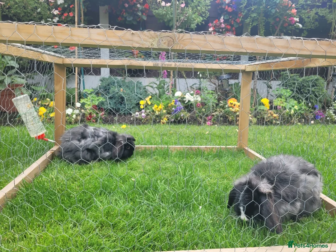 Mixed Breed rabbits for sale: Two Female Rabbits in Cheadle - Advert 5