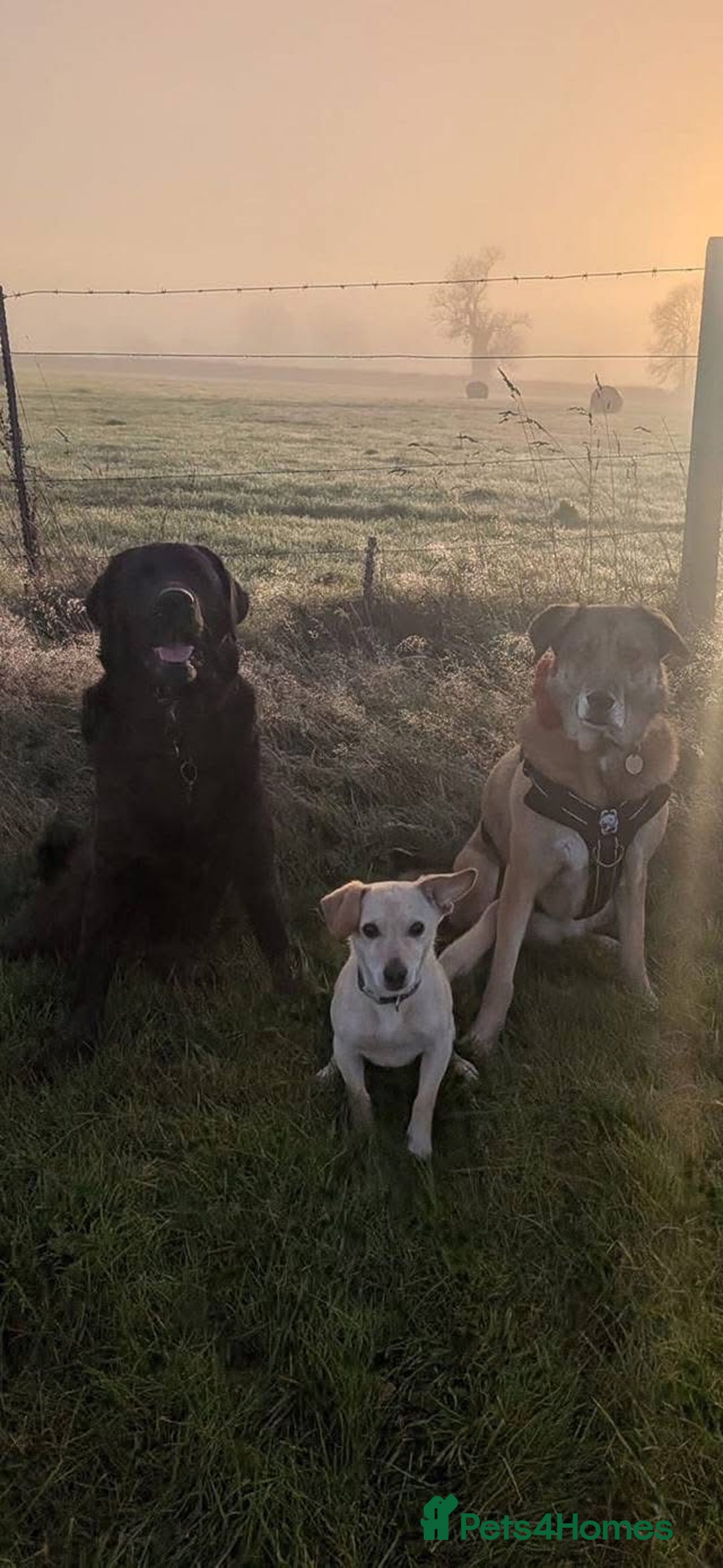 Mixed Breed dogs for adoption: Chester the little boy  - Advert 4