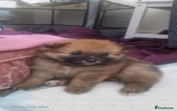 Pomeranian dogs for sale: Gorgeous Pomeranian puppies for sale - Image 5