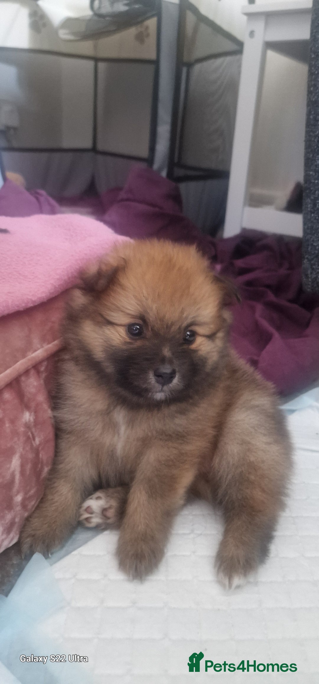Pomeranian dogs for sale: Gorgeous Pomeranian puppies for sale - Image 5