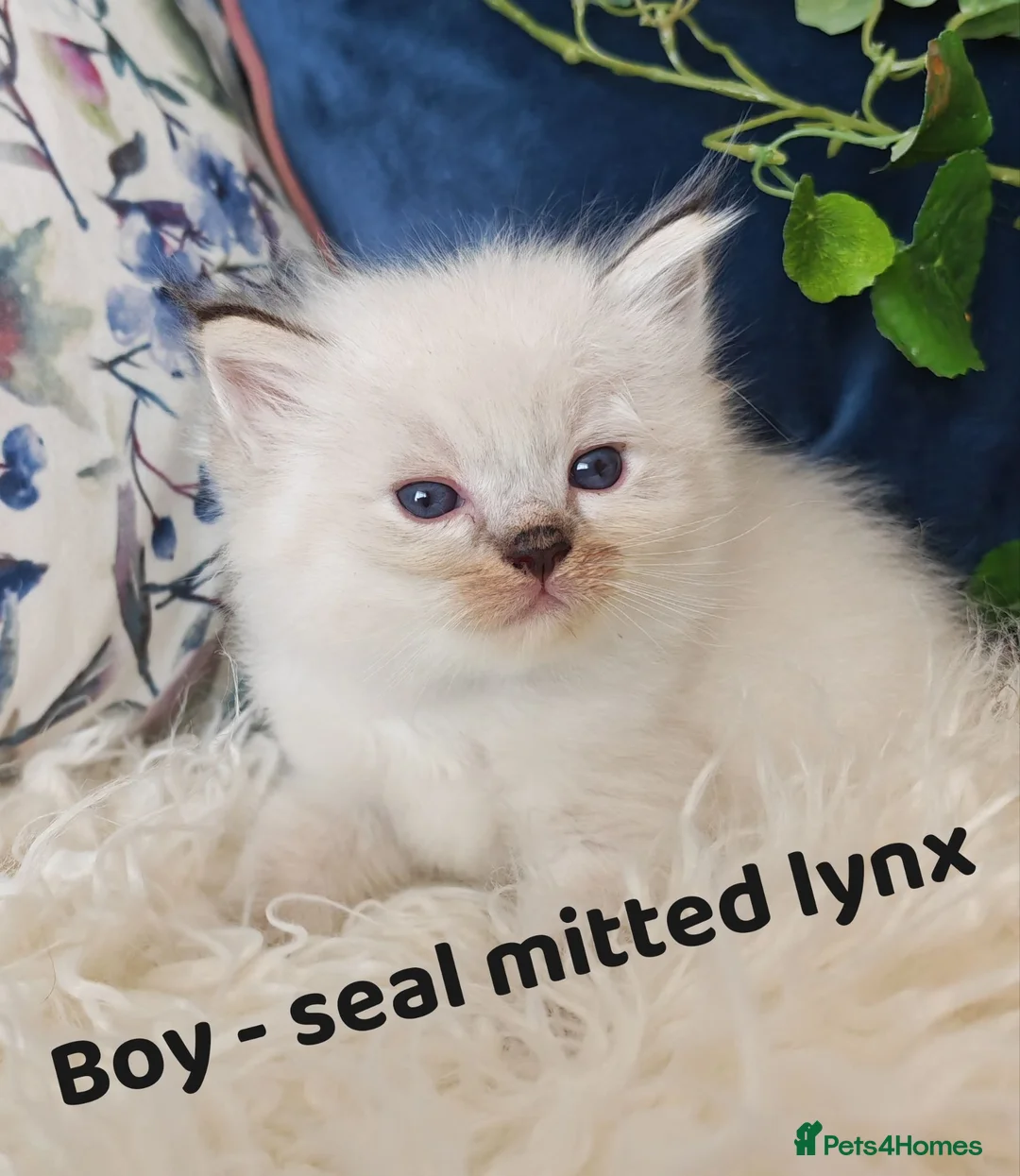 Ragdoll cats for sale: GCCF REGISTERED BEAUTIFUL RAGDOLLS KITTENS  - Advert 1