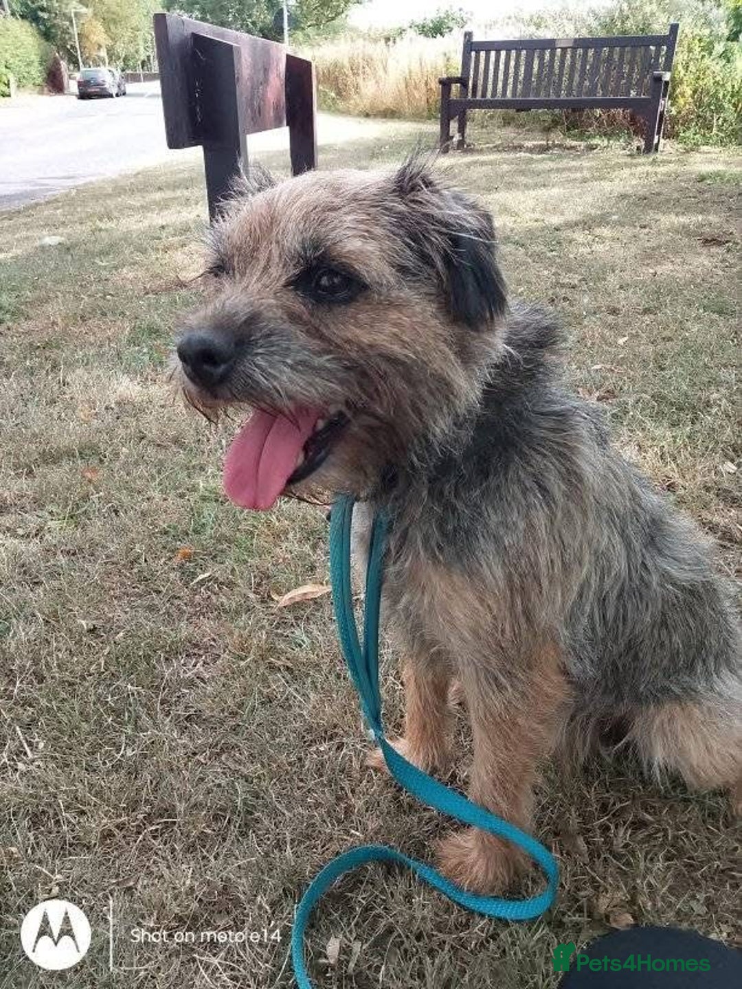 Mixed Breed dogs for sale: F1 Borderpoos - Image 13