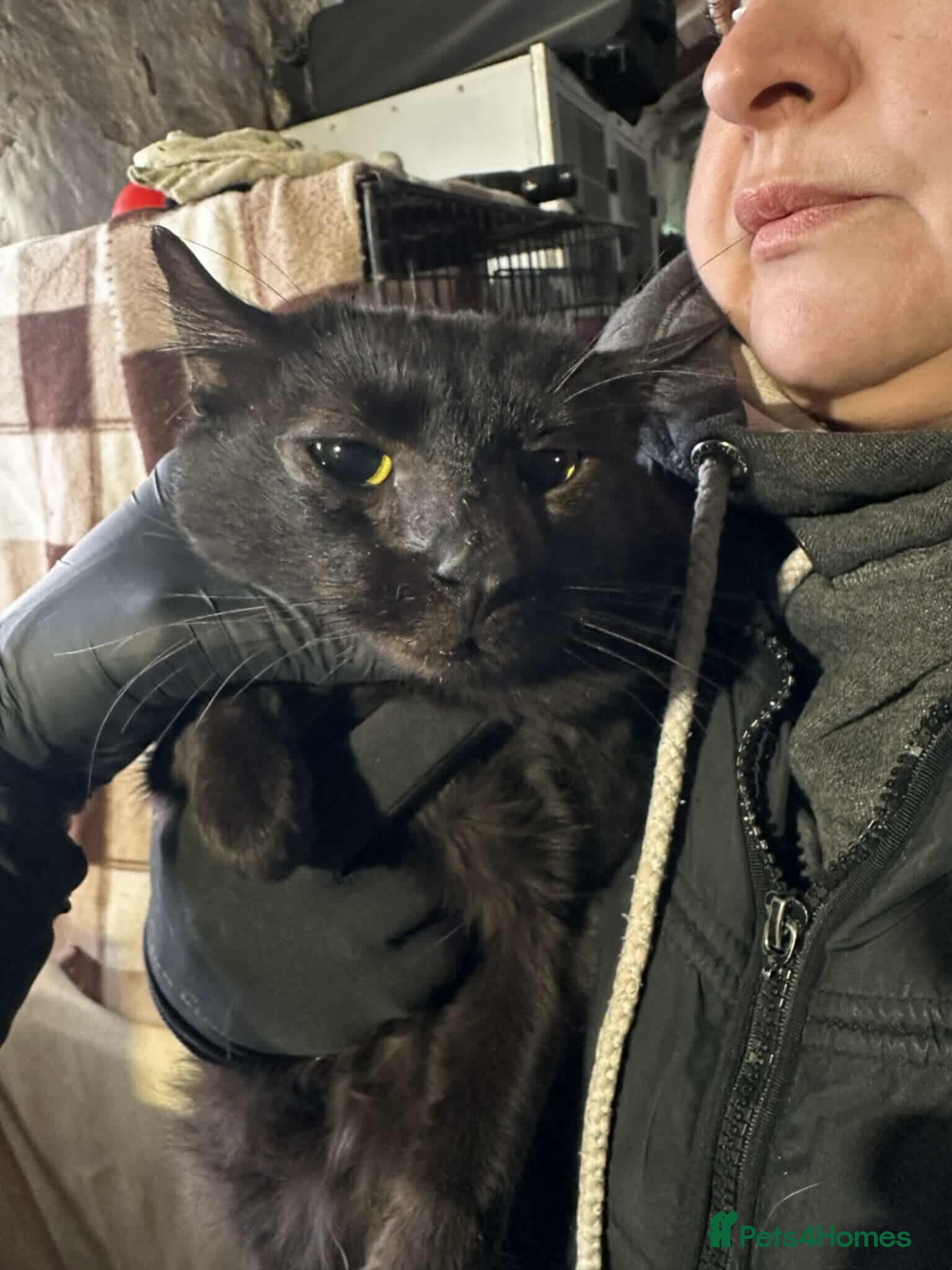 Mixed Breed cats Sully for adoption - Advert 5