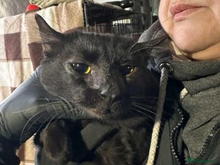 Mixed Breed cats Sully for adoption - Advert 5