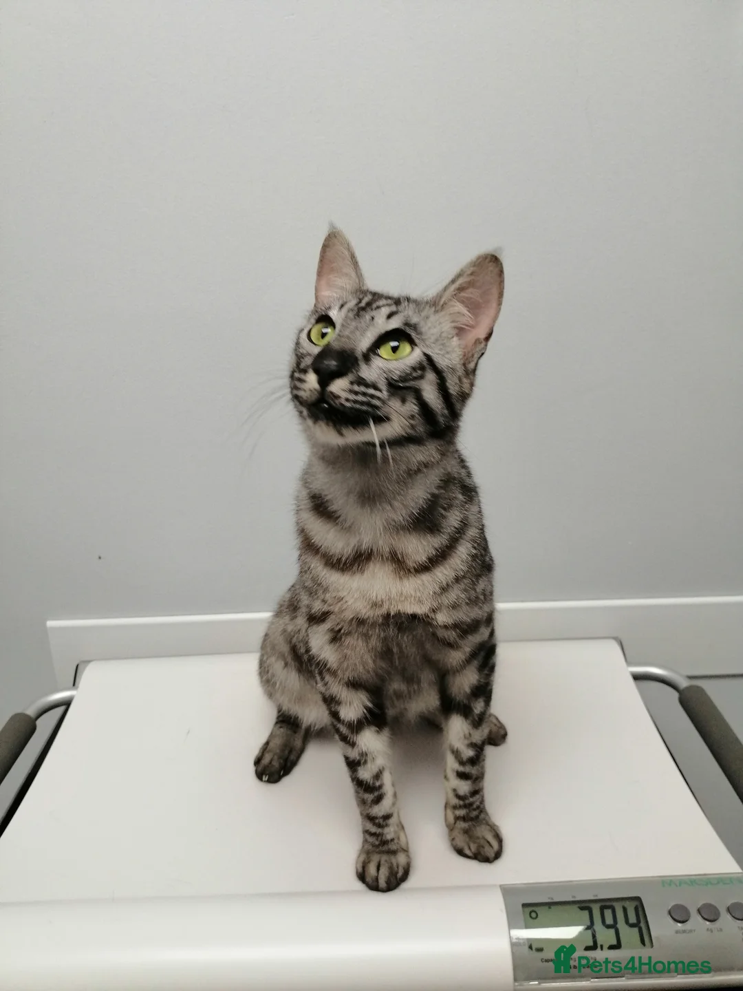 Savannah cats for stud:  silver spotted in Wickford - Advert 2