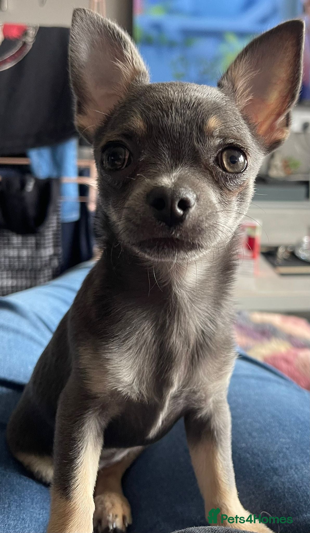 Chihuahua dogs Lovely Lola  - Advert 1