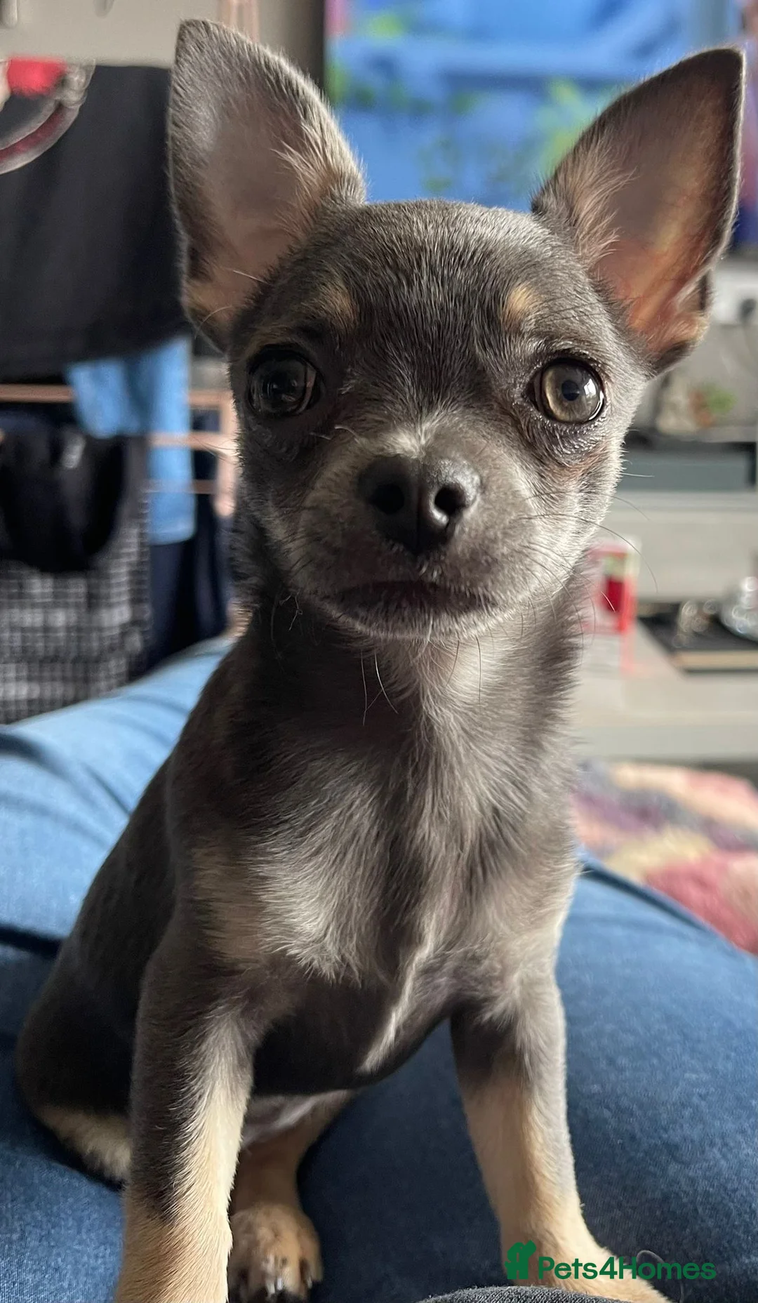 Chihuahua dogs for sale: Lovely Lola  in Basildon - Advert 1