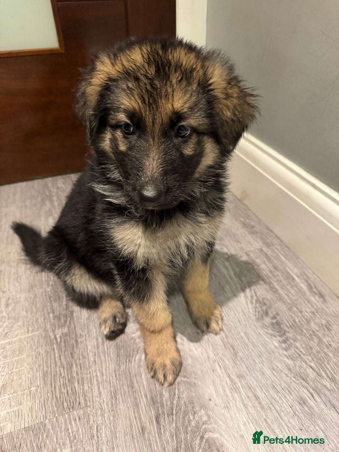 German Shepherd dogs for sale: german shepherd puppies full pedigree  - Advert 14