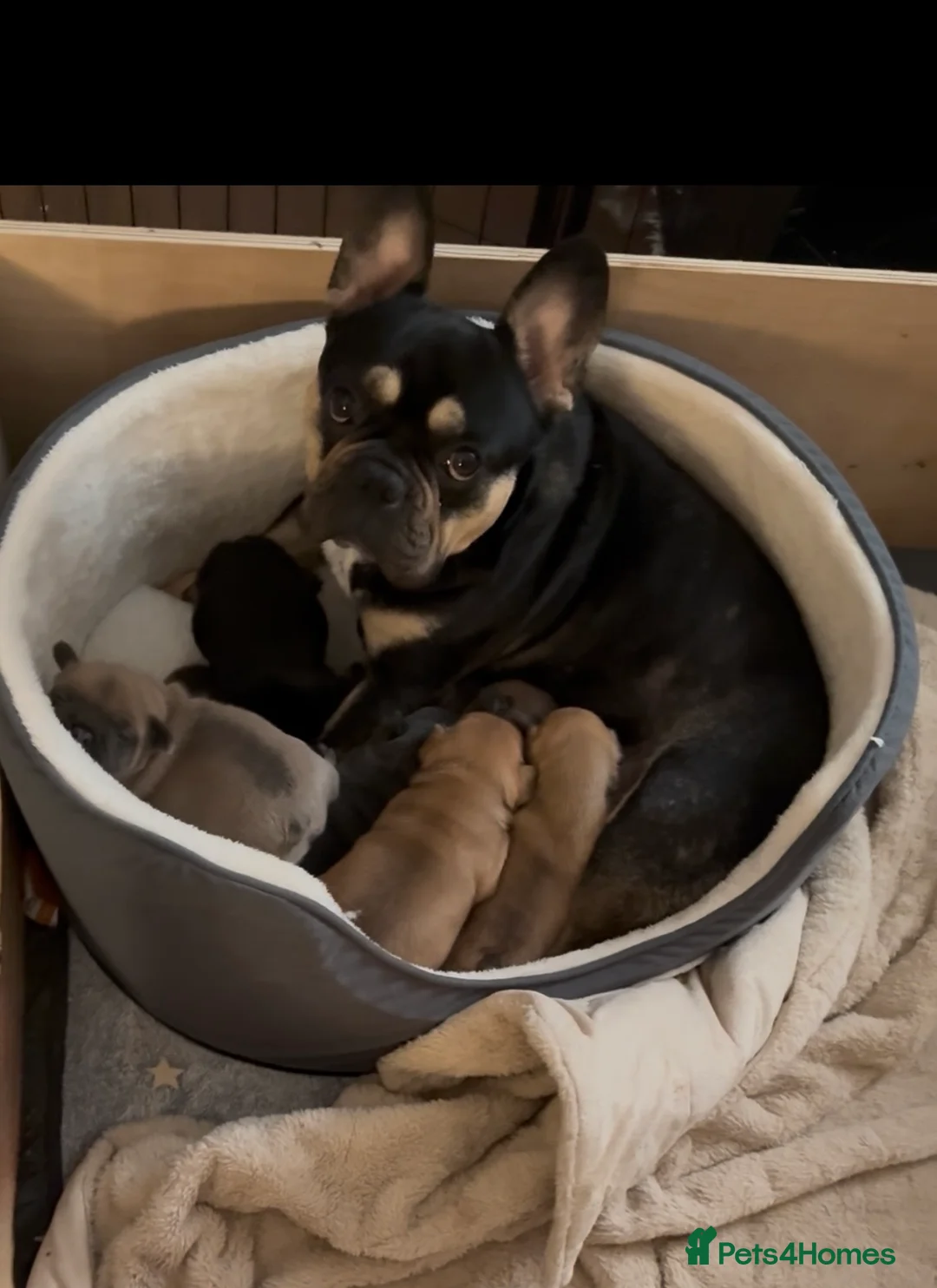French Bulldog dogs for sale: French Bulldog Puppies - Advert 15