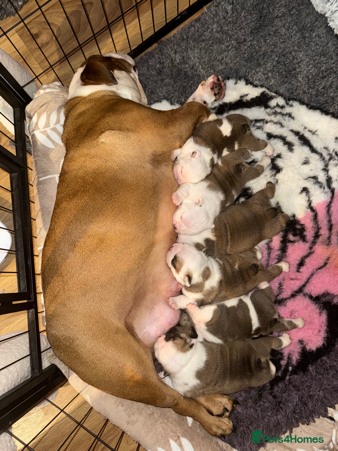 English Bulldog dogs for sale: Stunning English bulldog puppies  - Advert 6