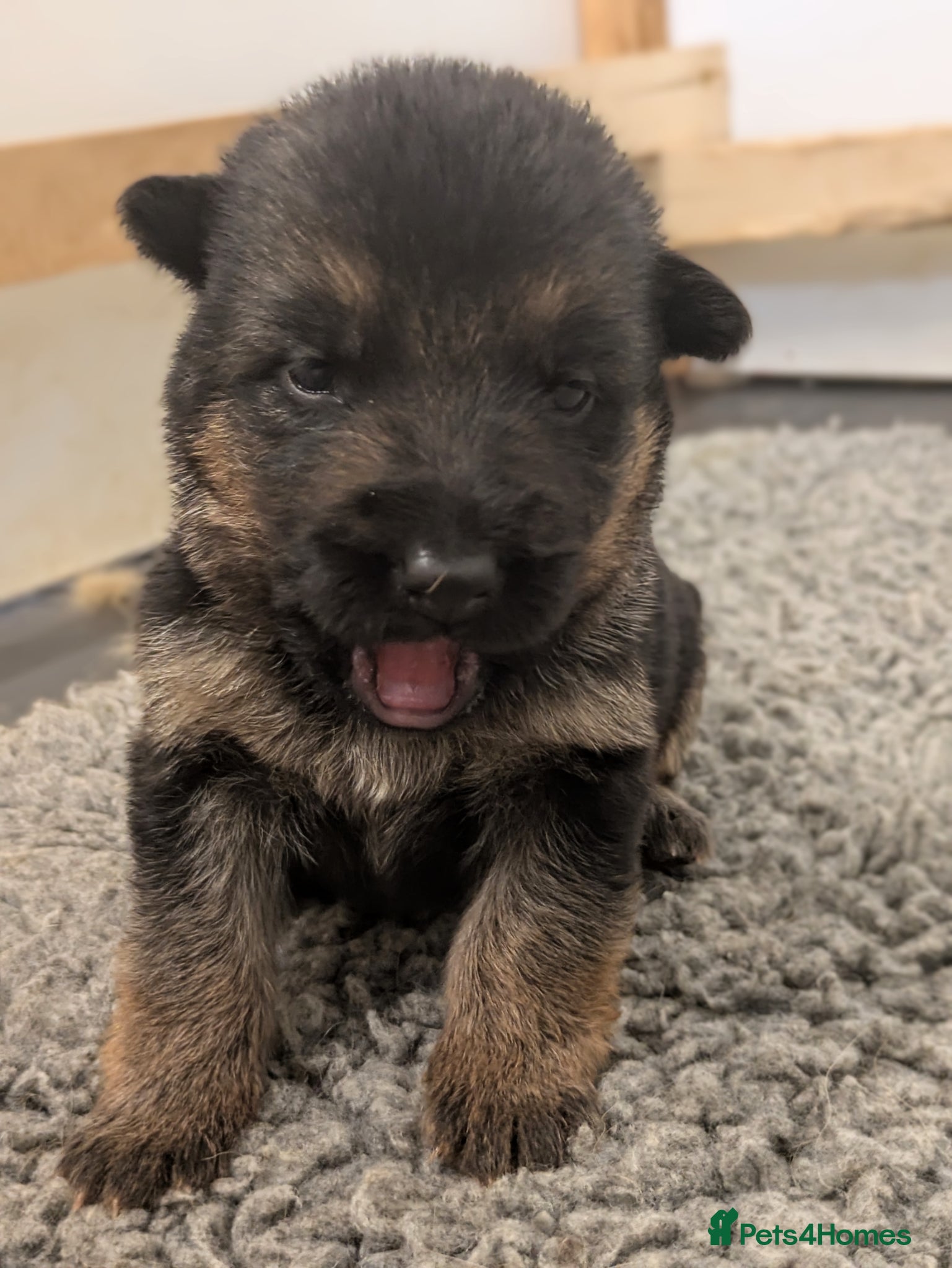 German Shepherd dogs RKC Reg Champion-Line Pups, Health tested Parents - Advert 1