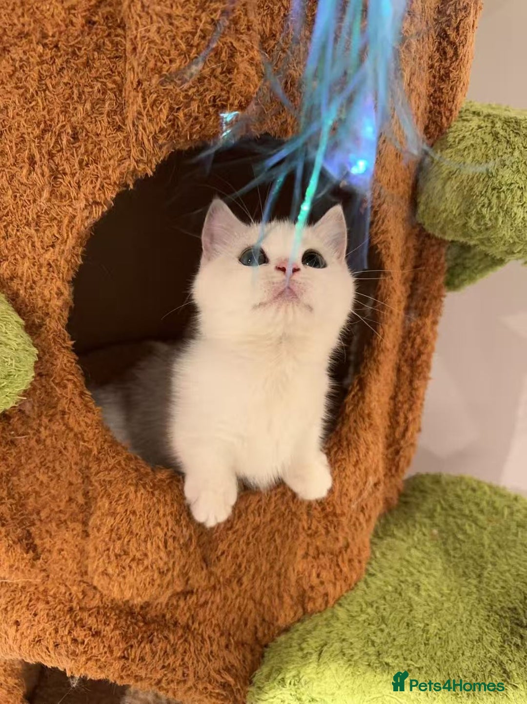 Munchkin cats for sale: Super stunning & rare Minuet - Advert 38