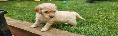 Aubrac – Light Green Collar Goldendoodle 3