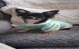 Chihuahua dogs for sale: Stunning Babies looking for their forever 5* homes - Image 21