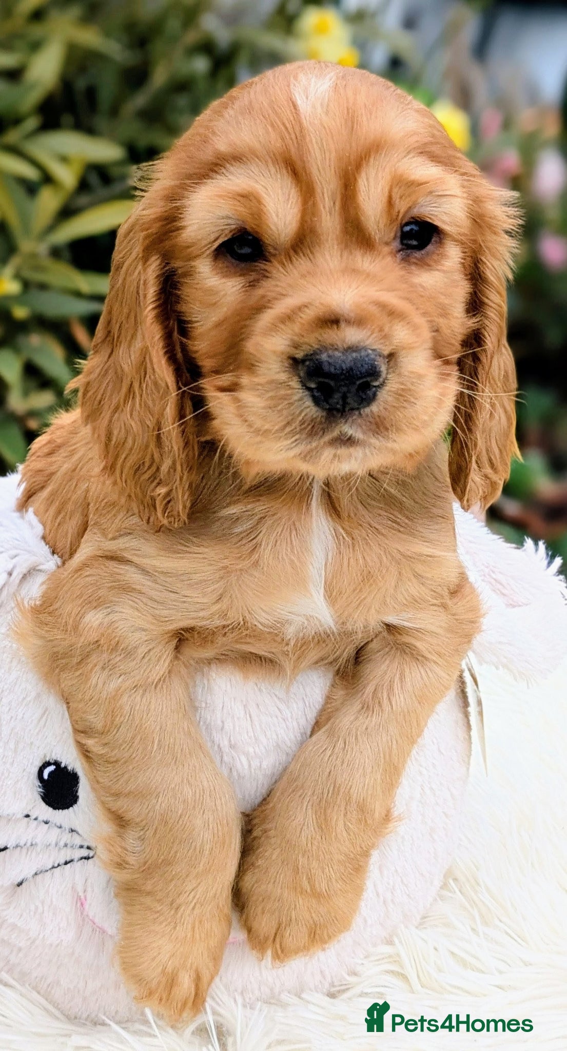 Cocker Spaniel dogs Beautiful KC Reg Cocker Spaniels boy & girls  - Advert 2