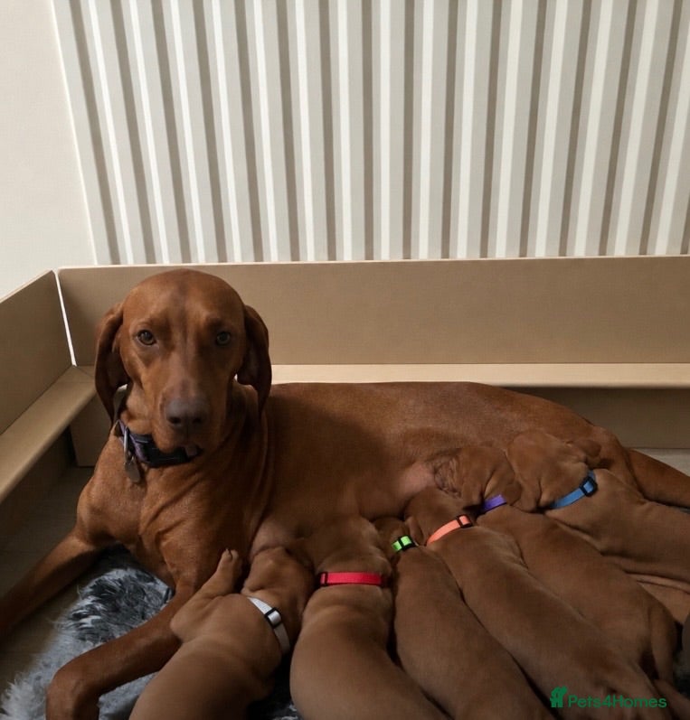 Hungarian Vizsla dogs Gwens puppies 🐾 - Advert 1
