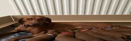 Hungarian Vizsla dogs for sale: Gwens puppies 🐾 - Advert 1