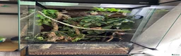 Gecko reptiles for sale: Female crested gecko, complete bio active set up in Stourbridge - Advert 2