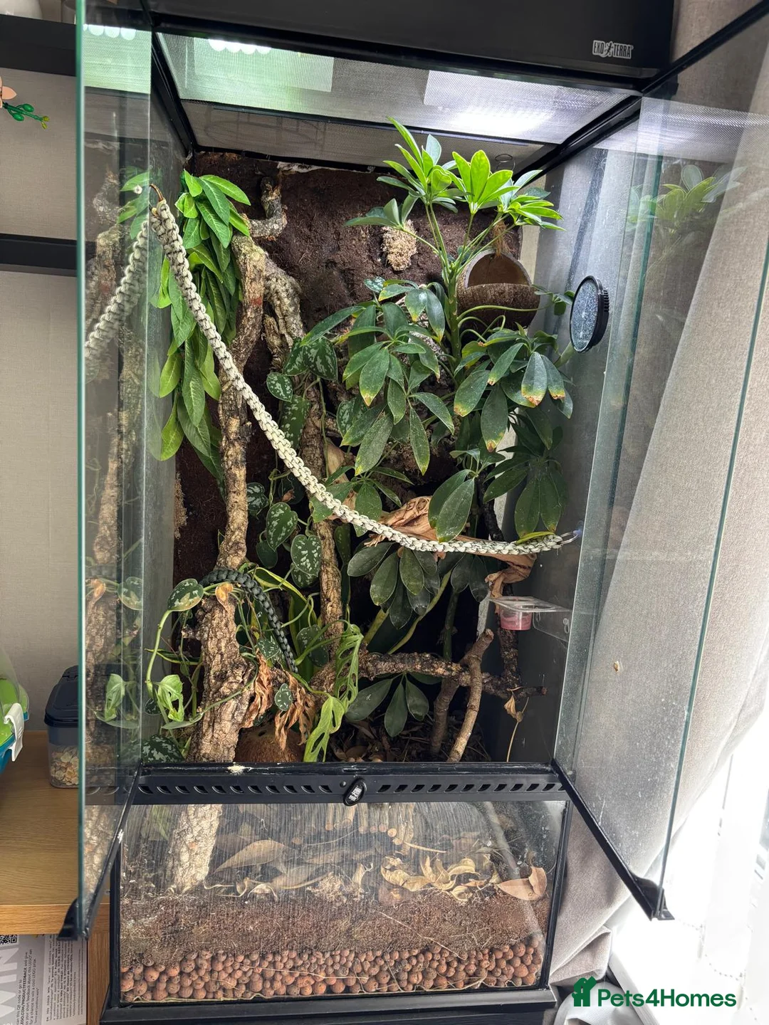 Gecko reptiles for sale: Female crested gecko, complete bio active set up in Stourbridge - Advert 2