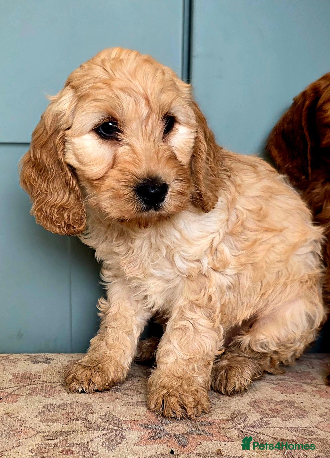 Cockapoo dogs for sale: COCKAPOO  in Blackburn - Advert 9