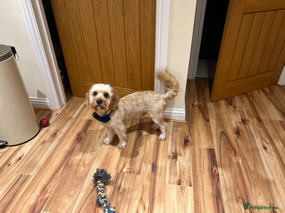 Cavapoo dogs for sale: F1 Cavapoo, 2 year old - Loving Home Needed in Norwich - Advert 2