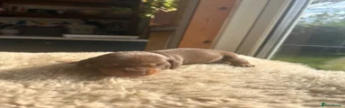  MALE CHOCOLATE TAN