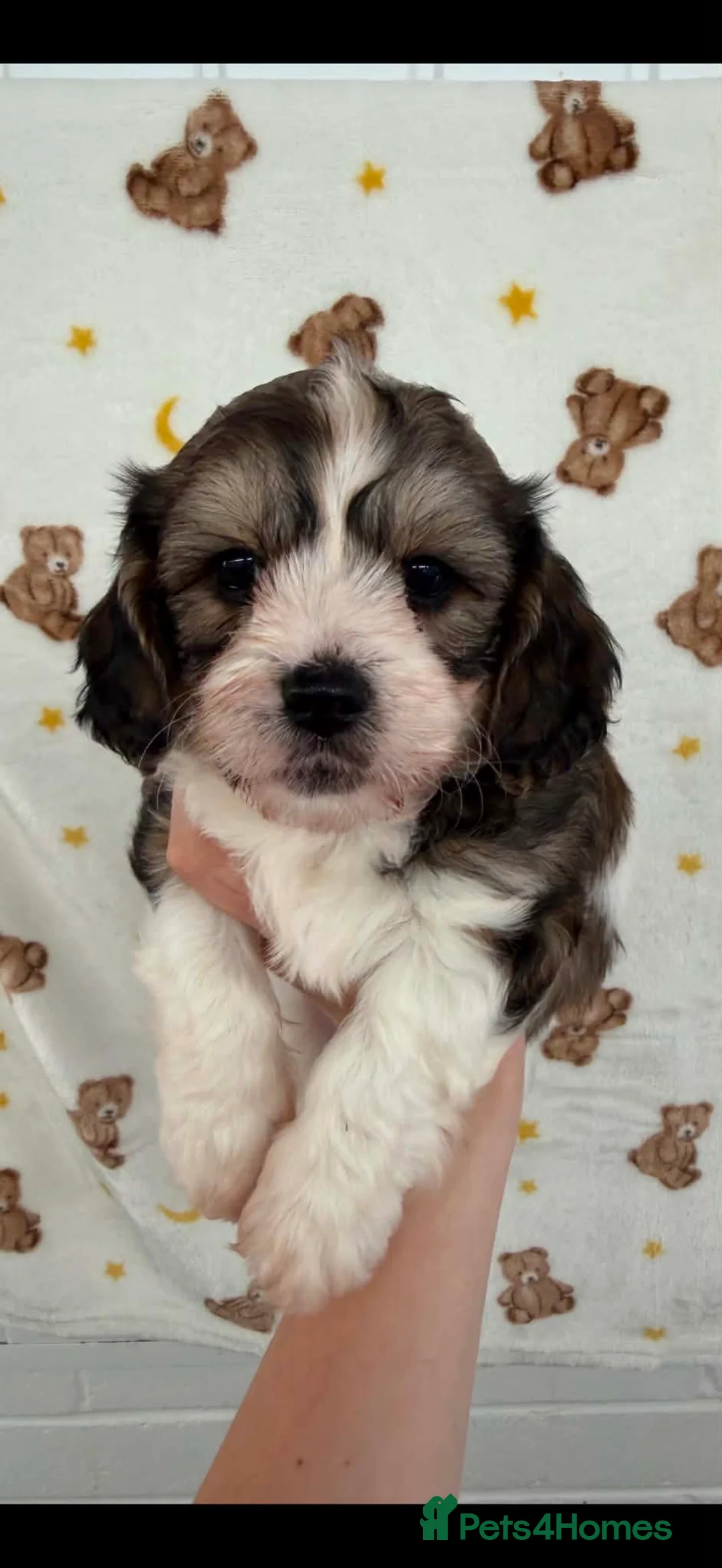 Cavachon dogs for sale: Stunning DNA CLEAR PUPPIES - Advert 1