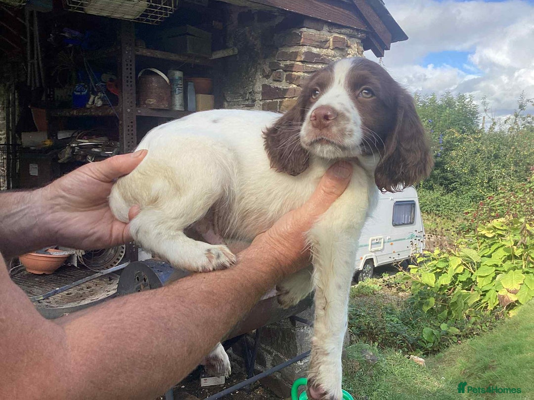 English Springer Spaniel dogs for sale: English Springer Spaniels - Image 7