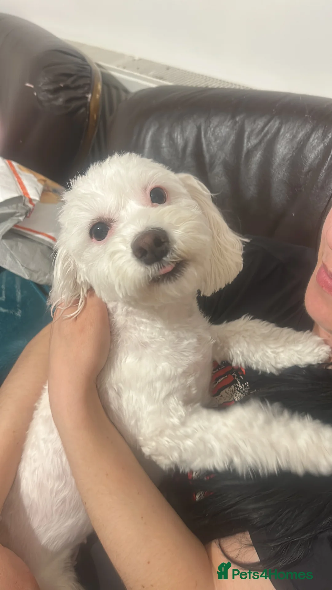 Bichon Frise dogs for sale: Beautiful Bichon Puppies - Advert 1