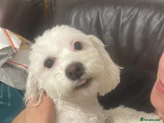 Bichon Frise dogs Beautiful Bichon Puppies - Advert 6