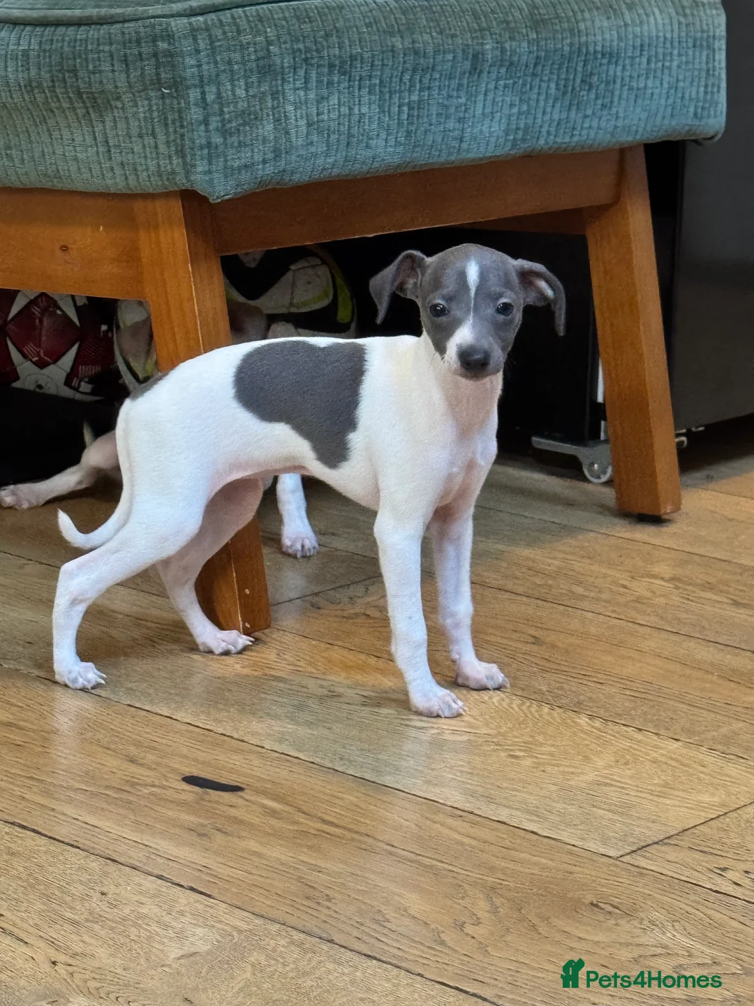 Italian Greyhound dogs for sale: Outstanding repeat mating litter ONE FEMALE LEFT - Advert 19