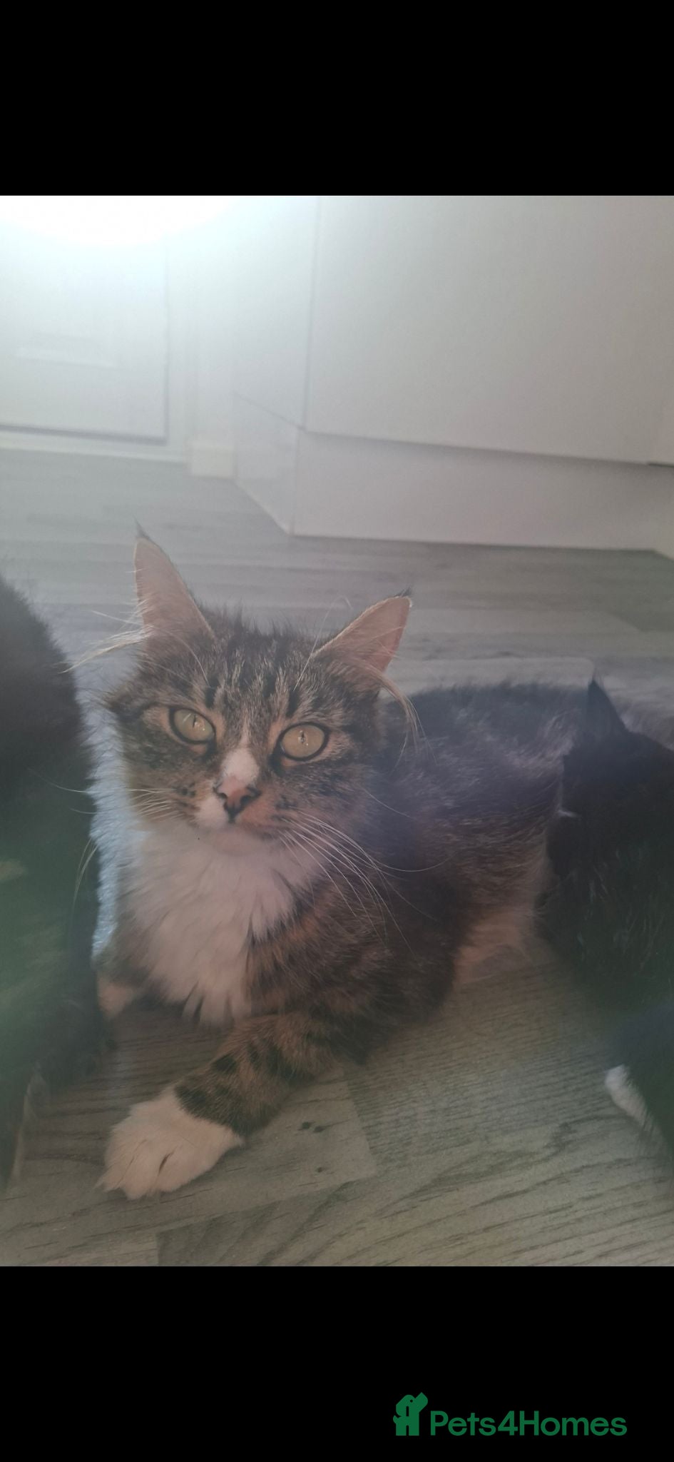 Maine Coon cats Maine coon cross very fluffy kittens  - Advert 2