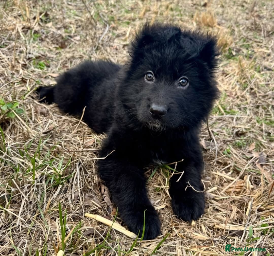 German Shepherd dogs High Quality Straight back KC registerd GSD pups - Advert 9