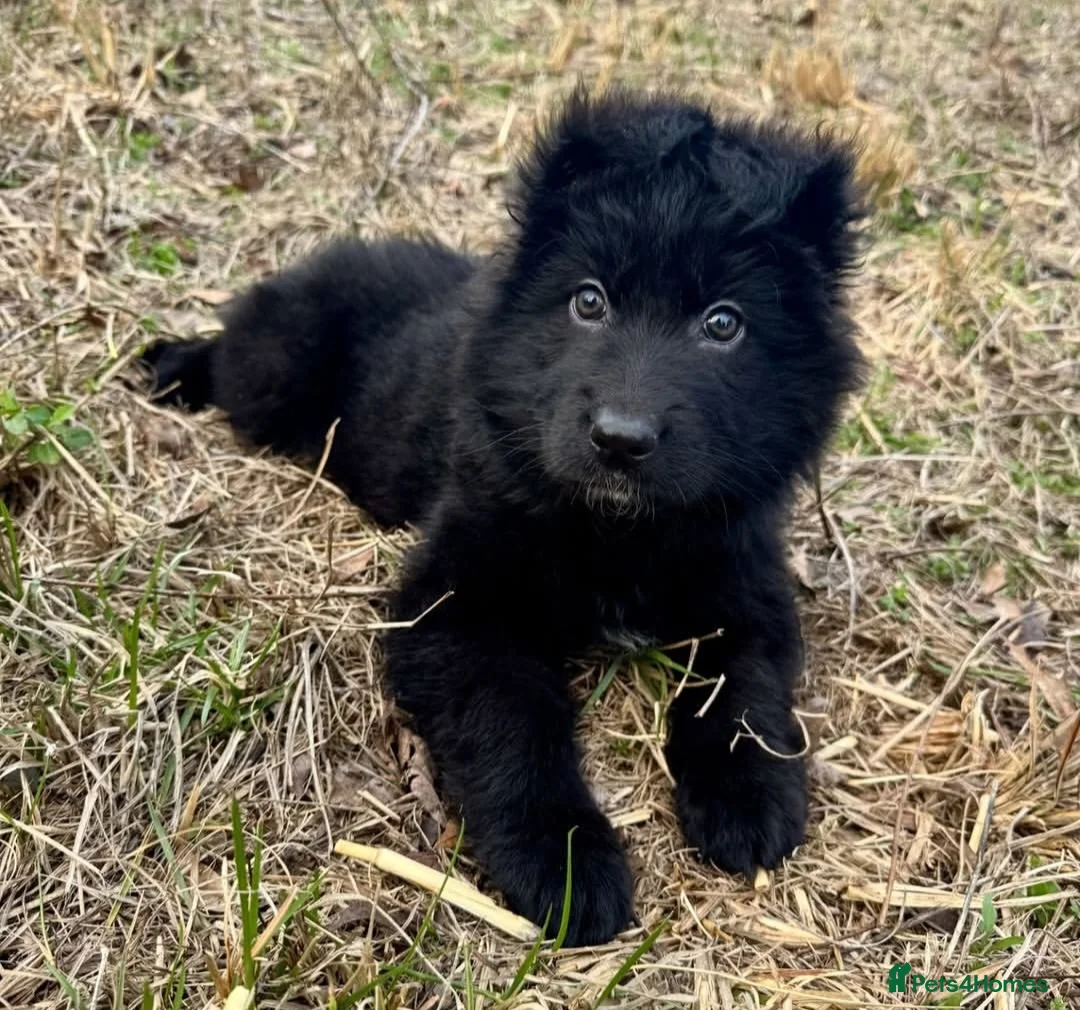 German Shepherd dogs for sale: High Quality Straight back KC registerd GSD pups - Advert 2