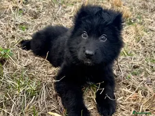 German Shepherd dogs High Quality Straight back KC registerd GSD pups - Advert 9