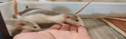 Rat rodents for sale: READY NOW! Updated. Gorgeous fancy dumbo rats - Advert 3