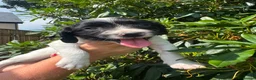 English Springer Spaniel dogs for sale: READY NOW ! Kc registered Springer Spaniel Puppies - Advert 19