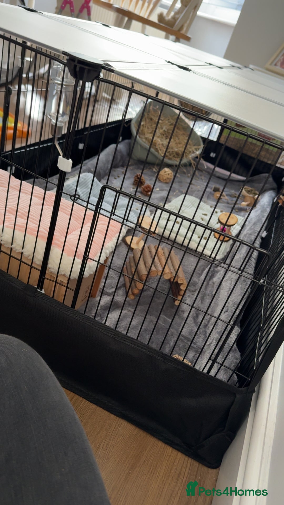 Guinea Pig rodents for sale: 2 male guinea pigs  - Image 3