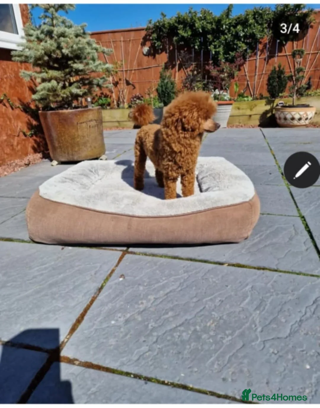 Toy Poodle dogs for stud: RUSSIAN RED TOY POODLE FOR STUD in Morpeth - Advert 5